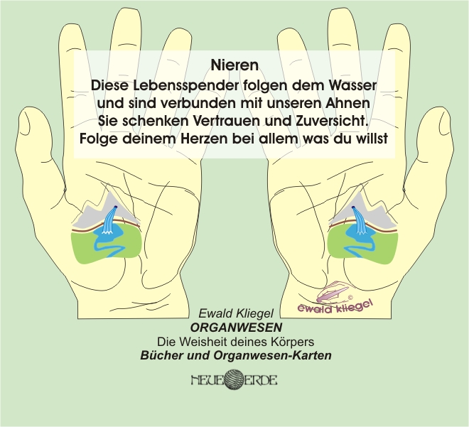 ORGANWESEN und ORGANflüstern - Nieren nach Ewald Kliegel (c)