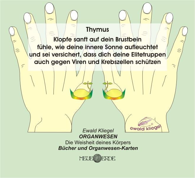 ORGANWESEN und ORGANflüstern - Thymus nach Ewald Kliegel (c)