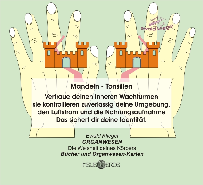 ORGANWESEN und ORGANflüstern - Tonsillen / Mandeln nach Ewald Kliegel (c)